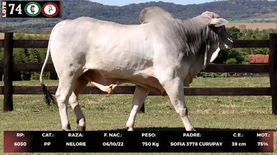 Lote LOTE 74