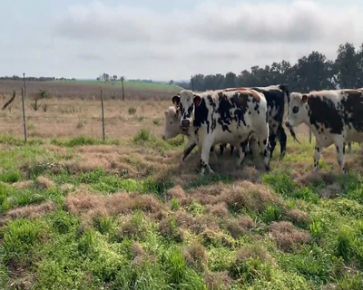 Lote (Vendido)9 Novillos 1 a 2 años 6 NO,  1 HE. 2 NO X HO 410kg - , Colonia