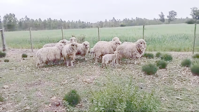 Lote 13 Ovejas en Libertad