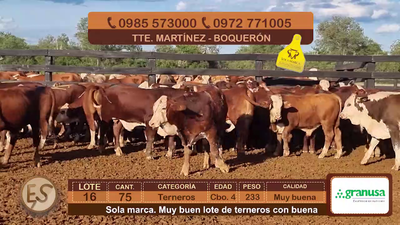 Lote (Vendido)75 Terneros Cbo 4 233kg - , Boquerón