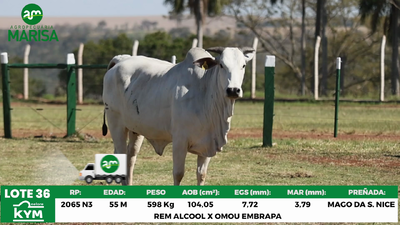 Lote Lote 36