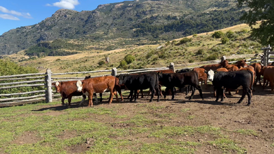 Lote 25 Vaquilla Engorda en Coyhaique, XI Región Aysén