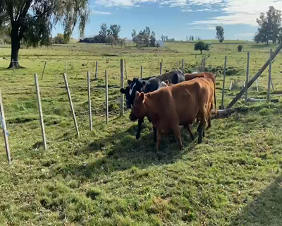 Lote 8 Vacas de Invernada HEREFORD Y ANGUS 480kg - , San José