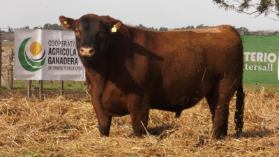 Lote TOROS PUROS POR CRUZA