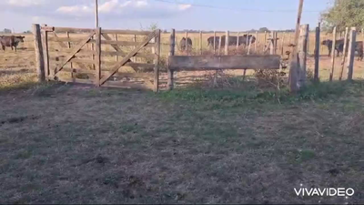 Lote 20 Terneros