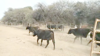 Lote 27 Vacas de invernar en Suncho Corral, Santiago del Estero