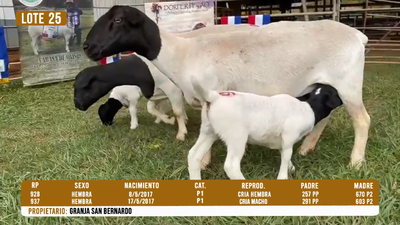 Lote LOTE 25