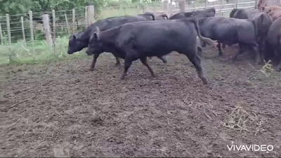 Lote 35 Terneros