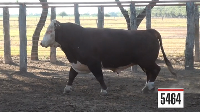 Lote Hereford