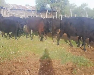 Lote 20 Vacas CUT paridas y vacias en Federal, Entre Ríos