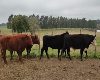 Lote (Vendido)11 Novillos 1 a 2 años 4 RA,  2 HE X AA,  3 HE Y 2 BRADFORD 340kg - , Canelones
