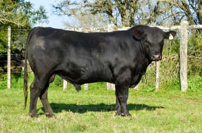 Lote La Ganadera