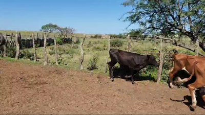 Lote 80 Vaquillonas