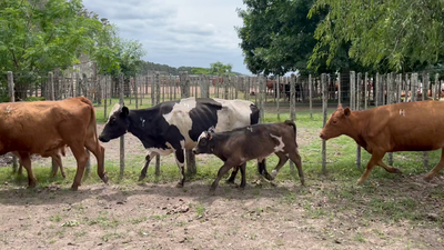 Lote 20 Piezas de cría