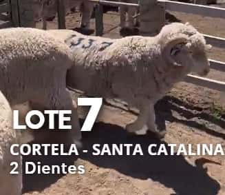 Lote Lote 7