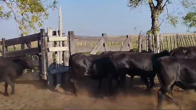 Lote 103 Vaquillonas C/ gtia de preñez