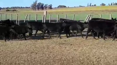 Lote TERNERAS