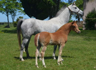 Lote KAIPIRA HLM