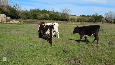 Lote TERNERAS