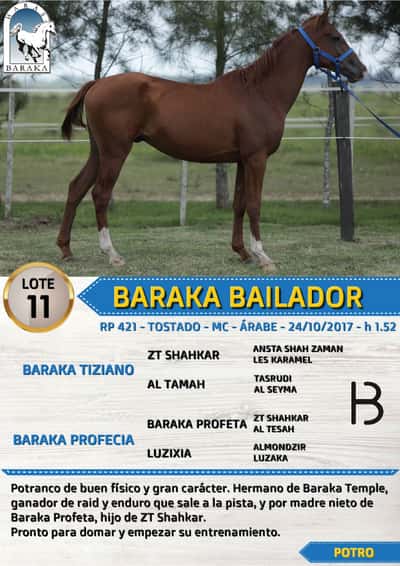 Lote BARAKA BAILADOR