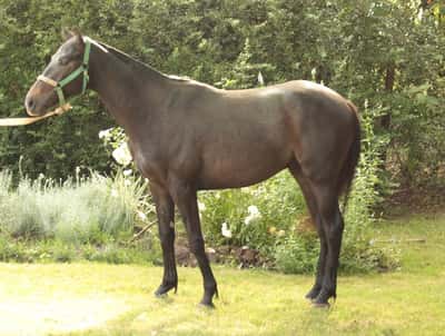 Lote PISTORIUS