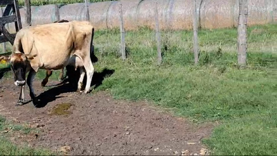 Lote PIEZAS DE CRIA