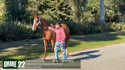 Lote Lote 22