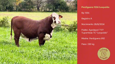 Lote Lote 1