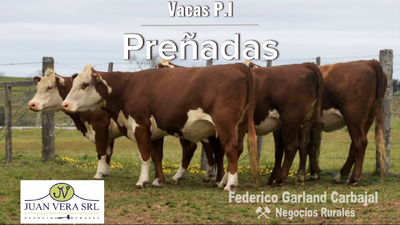 Lote VACAS PREÑADAS PI  - POLLED HEREFORD
