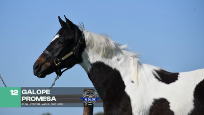 Lote Lote 12