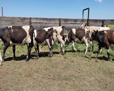 Lote (Vendido)9 Terneros 6 HO Y 3 KIWI 190kg - , Colonia