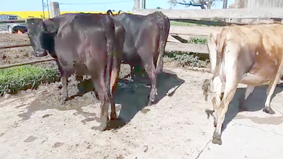 Lote 3 Vacas de Invernada KIWI 500kg - , San José