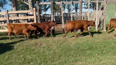 Lote 85 Terneros en Corrientes, Santo Tomé