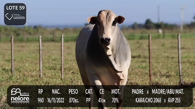 Lote LOTE 59