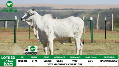 Lote Lote 33