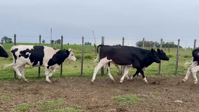 Lote NOVILLOS 1 a 2 AÑOS