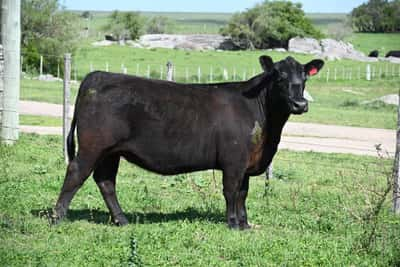 Lote LOTE B - TERNERA PLANTELERA