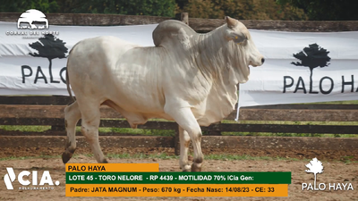 Lote 