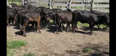 Lote 28 Terneros/as en Villaguay, Entre Ríos