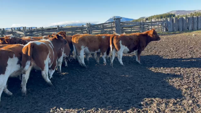 Lote 40 Vaquilla Engorda en Coyhaique, XI Región Aysén