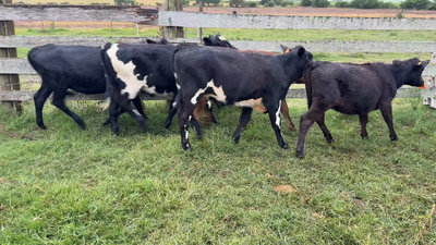 Lote TERNEROS Y TERNERAS
