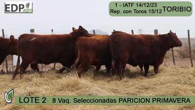 Lote 7 VAQUILLONAS COLORADAS SELECCIONADAS PARICIÓN PRIMAVERA don pedro y la Rosa