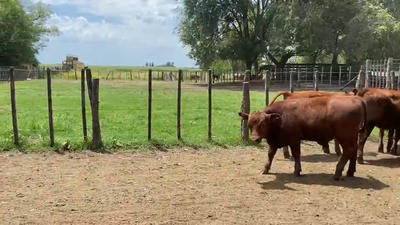 Lote 100 Terneras en Bolivar