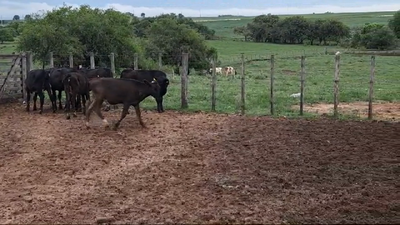 Lote TERNERAS