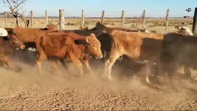 Lote 80 Terneras Braford y sus cruzas en San Justo, Santa Fe