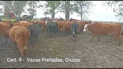 Lote (Vendido)45 Vacas preñadas 7 AA - 4RA - 20AAHE - 8RAHE - 2RA/ NO - 2CH - 1CH/ CEBU - 1RABR 370kg -  en PARAJE RINCON DE PEREZ, RUTA 26 KM 80, A 96 KM DE  PAYSANDU Y A 165KM DE TACUAREMBÓ.