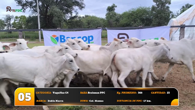 Lote Vaquillas C4