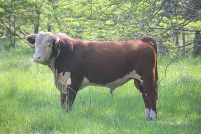 Lote PEDIGREE DE 3 AÑOS