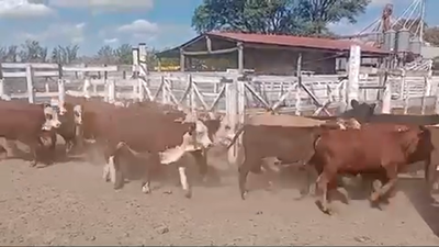 Lote 100 Terneros en San Francisco, Córdoba