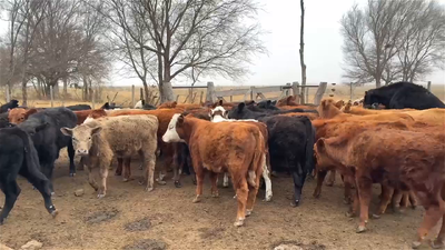 Lote 59 TERNEROS